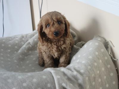 Cavapoo puppies in Carlow